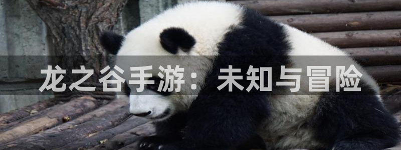 恒盛娱乐app：龙之谷手游：未知与冒险